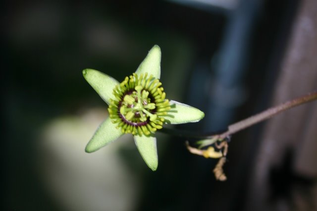 http://www.cloudjungle.com/cloudjungle/Passifloraceae/Passiflora/Passiflora coriacea flower2.jpg